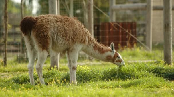 Alpaca Täckt Mjuk Fleece Bete Fredligt Ett Stort Inhägnat Område — Stockvideo