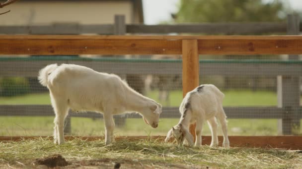 白色雌性布尔山羊 小山羊山羊 有小角 大的下垂耳朵咀嚼切碎的青草 站在围栏圈内 模糊的背景 高质量的4K镜头 — 图库视频影像