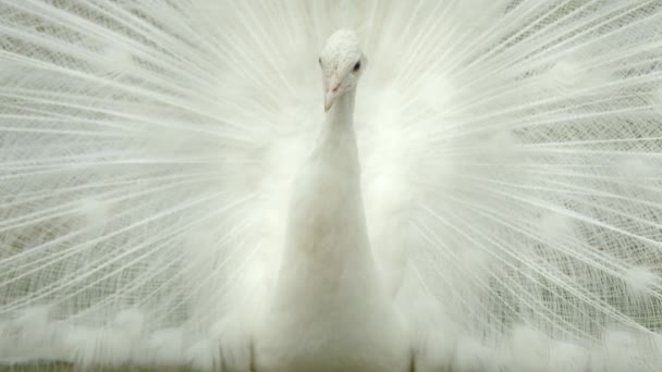 白い羽を持つ信じられないほどの美しさの大きなピーボウルは 誇らしげにその豪華な尾を揺っています アルビノ ピーコック ファシアン科の家族の代表 高品質の4K映像 — ストック動画