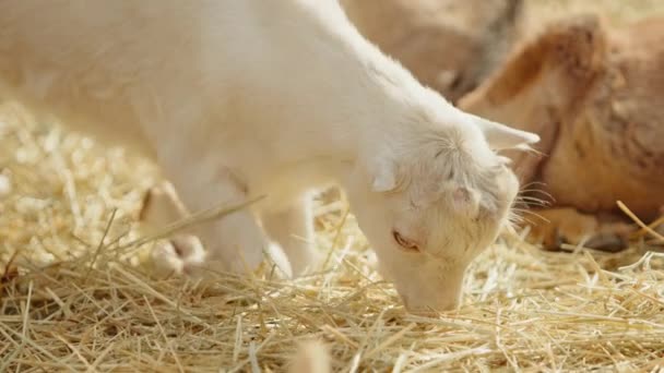 小さな耳がひざまずいたホーンレスの雪の白いヤギは 農場の動物園で晴れた暖かい日に食べ物を求めて干し草を噂し 他の家畜は休息しています 高品質の4K映像 — ストック動画