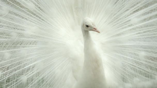 Ενήλικο Αρσενικό Κουκουβάγια Χιονισμένα Φτερά Απλωμένη Ουρά Σαν Βεντάλια Πιο — Αρχείο Βίντεο
