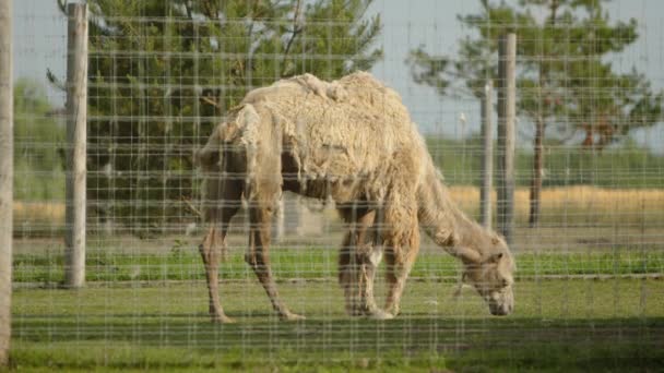 Невеликий Верблюд Густою Шерстю Сонячний День Обрізаному Газоні Обгородженою Огорожею — стокове відео