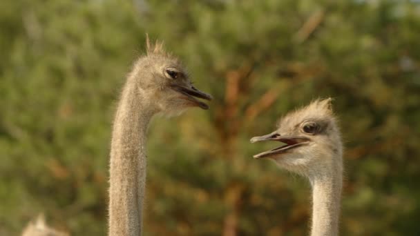 움직이는 오스트리치의 열려있는 비크와 머리의 동물원에서 화창한 따뜻한 호기심 주위를 — 비디오