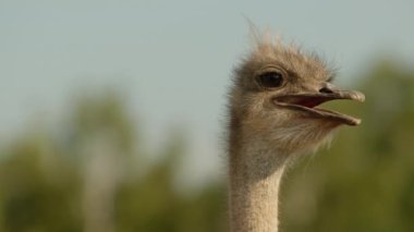 Güneşli, sıcak bir günde, çiftlikte devekuşu sürüsüne katılan komik görünümlü devekuşunun yakın görüntüsü. Mavi gökyüzü ve yeşilliğin bulanık arkaplanı. Yüksek kalite 4k görüntü