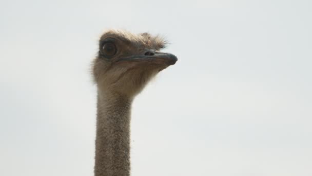 Small Head Long Neck Ostrich Looking Suspiciously Camera Blinking Rarely — Stock Video