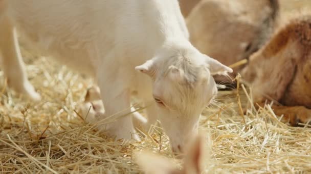 Chèvre Bien Soignée Avec Des Oreilles Courtes Debout Sur Les — Video