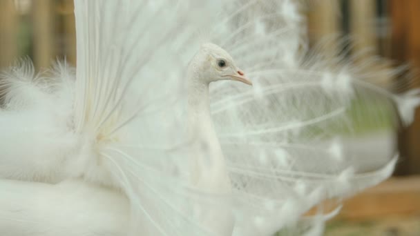 Mężczyzna Biały Pavo Ptak Pokazuje Długie Pióra Ogona Mrugające Niebieskie — Wideo stockowe