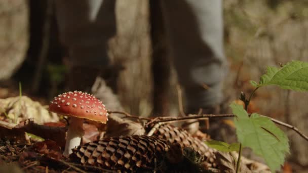 화창한 숲에서 반점이있는 빨간색 꼭대기와 버섯을 스트로블 근처에 천천히 움직여 — 비디오