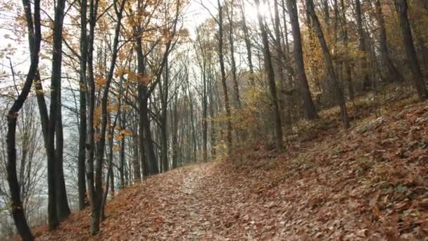 숲에서 잎으로 지역의 매력적인 광선은 나무의 꼭대기를 깨진다 고품질 — 비디오
