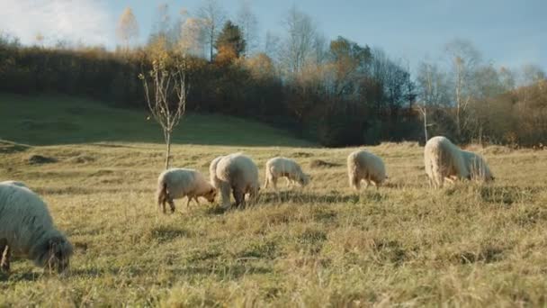 Boční Pohled Dospělé Ovce Kráčející Pomalu Louce Bez Zvedání Hlav — Stock video