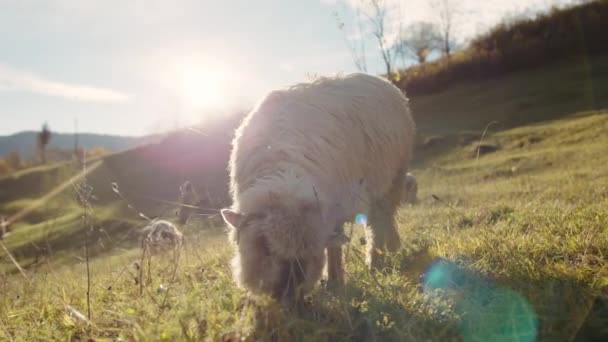 Dospělé Ovce Bílým Dlouhým Rovným Rouno Jíst Zelenou Trávu Louce — Stock video
