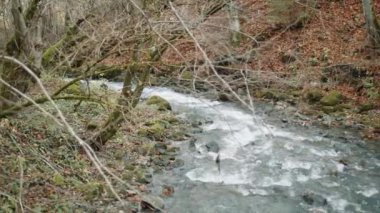 Sonbahar ormanı boyunca uzanan ve yaprakları döküldükten sonra kahverengi yapraklarla kaplı bir tepe ile birlikte görünen büyük taşlarla birlikte dar ve hızlı su akıntısı. Yüksek kalite 4k görüntü