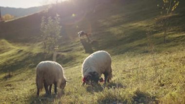Sonbaharın başlarında dağlık araziler ve sığırların ot yediği ovaların güzel manzarası. Ön planda iki yetişkin koyun, uzakta otlayan bir keçi. Yüksek kalite 4k görüntü