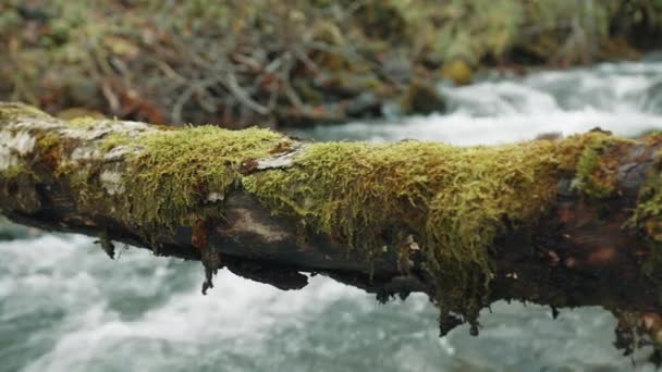 Picturesque Scene Thick Mossy Branch Tree Leaning Foaming Rapid Unstoppable — Stock Video
