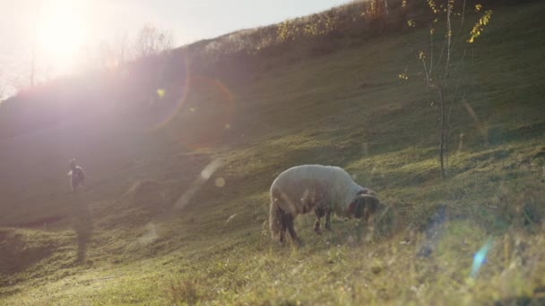 绿茵的草地上 只有一株幼树 阳光照耀着 羊群吃草 背景上站着白黑相间的山羊 山里的草场高质量的4K镜头 — 图库视频影像