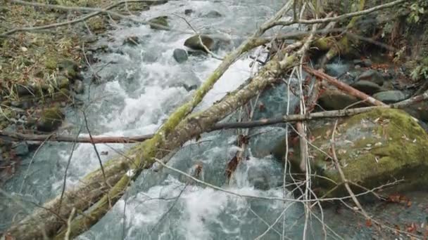 바위가 흐르는 크리크와 흐름을 기울어 나무의 부서진 줄기와 숲에서 빠르게 — 비디오