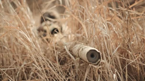 狙击手躺在枯干的草地上 他的耐性和毅力像他的目标一样坚定 随时准备在适当的时候准确地射击 — 图库视频影像