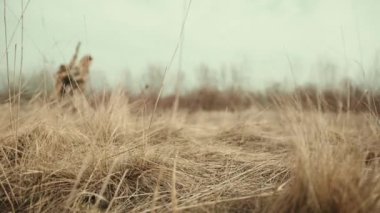 Silahlı ve odaklanmış bir kadın keskin nişancı, kurak çimlerin arasından seçtiği atış pozisyonuna doğru kararlı bir şekilde yürür. Kamera 8K HAM. 