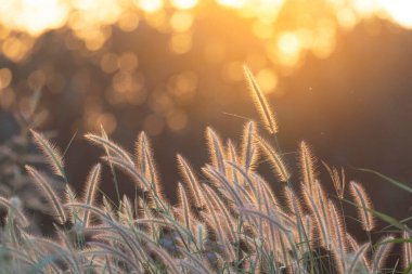 Çimen çiçekleri gün ışığında parlıyor