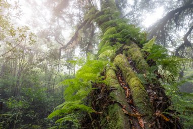 Yağmur ormanlarındaki büyük ağaç, yosun, eğrelti otu, zümrüt yeşili yapraklar