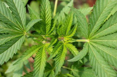 Yeşil marihuana yaprağını kapat. Bahçede marihuana bitkileri.