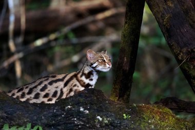 Doğadaki leopar kedi. 