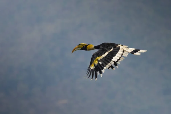 Großer Hornvogel Fliegt Nationalpark Frei Himmel — Stockfoto