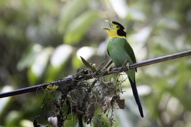 Uzun kuyruklu Broadbill Khao Yai Ulusal Parkı