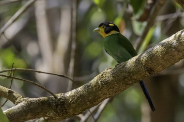 Uzun kuyruklu Broadbill Khao Yai Ulusal Parkı