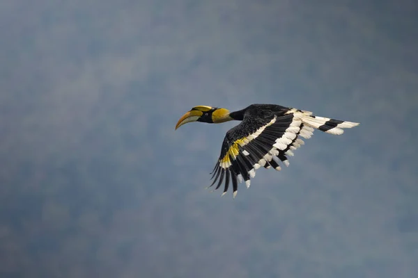 Hornbill Oriental Pied Parque Nacional Khao Yai — Foto de Stock
