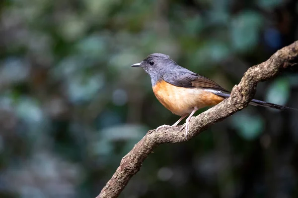 Indochinese Blue Flycatcher Resting Tree Branch — Stock Photo, Image