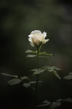 Gül bahçesindeki turuncu gül çiçeğini kapat.