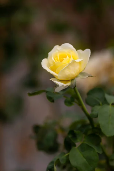 Κίτρινο Τριαντάφυλλο Λουλούδι Στον Κήπο Τριαντάφυλλα — Φωτογραφία Αρχείου