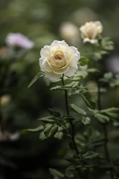 Κοντινό Πλάνο Πορτοκαλί Τριαντάφυλλο Λουλούδι Στον Κήπο Τριαντάφυλλα — Φωτογραφία Αρχείου