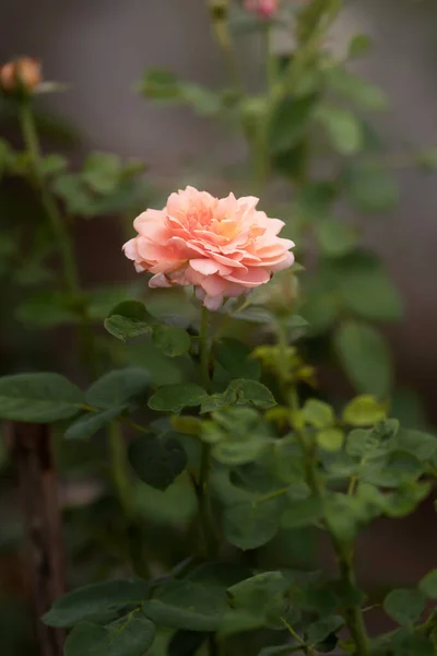 Πορτοκαλί Τριαντάφυλλο Λουλούδι Στον Κήπο Τριαντάφυλλα — Φωτογραφία Αρχείου
