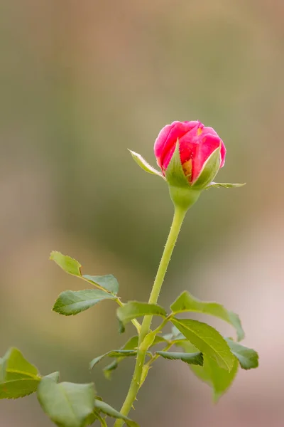 Κοντά Κόκκινο Τριαντάφυλλο Στον Κήπο — Φωτογραφία Αρχείου