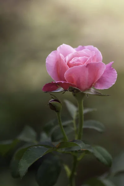 Ροζ Τριαντάφυλλα Στον Κήπο — Φωτογραφία Αρχείου