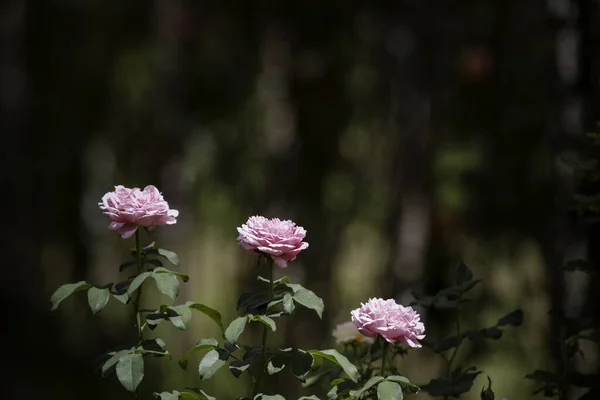 Rosa Rosen Blühen Garten — Stockfoto