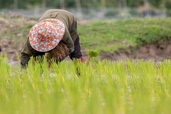 stock image farmer transplant rice seedlings in rice field