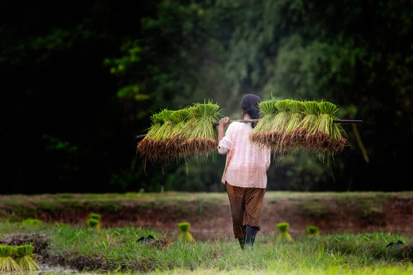 Фермер Пересаджує Розсаду Рису Рисовому Полі — стокове фото