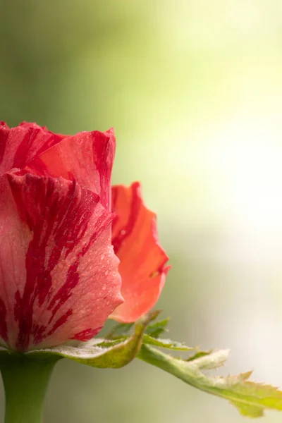 Κοντινό Πλάνο Όμορφο Κόκκινο Τριαντάφυλλο Στον Κήπο — Φωτογραφία Αρχείου