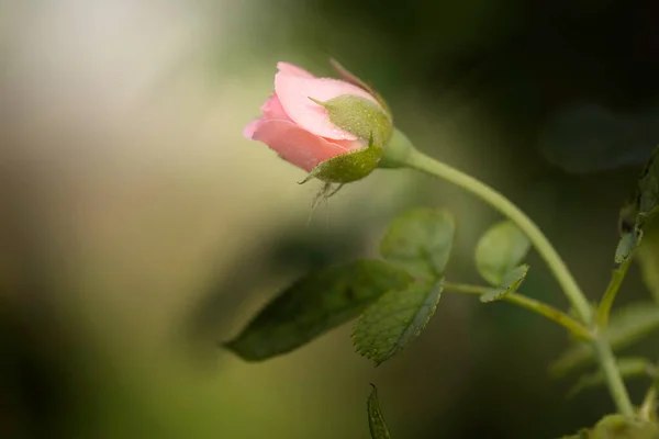 정원에 아름다운 분홍빛 장미를 가까이 — 스톡 사진