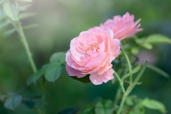 Κοντινό Πλάνο Όμορφο Ροζ Τριαντάφυλλο Στον Κήπο — Φωτογραφία Αρχείου