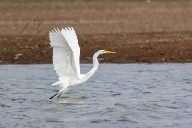 Suların üzerinde uçan Akbalıkçıl (Ardea alba).