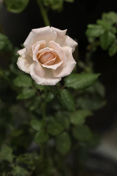 Κοντινό Πλάνο Όμορφο Ροζ Τριαντάφυλλο Στον Κήπο — Φωτογραφία Αρχείου