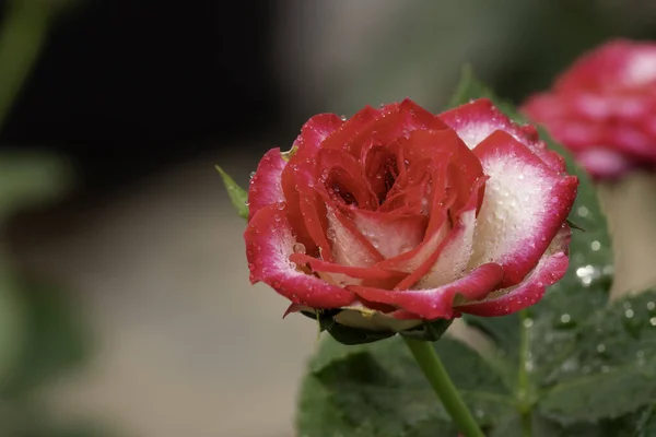 Κοντινό Πλάνο Όμορφο Κόκκινο Τριαντάφυλλο Στον Κήπο — Φωτογραφία Αρχείου