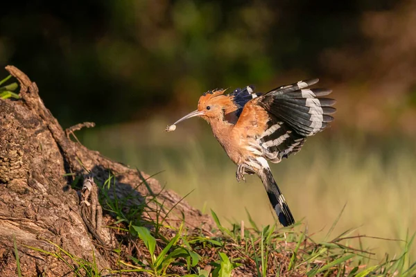 Eurasian Hoopoe Upupupa Epops Feathered Ζώο Ακρολοφία Κατά Την Πτήση — Φωτογραφία Αρχείου