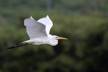 Suların üzerinde uçan Akbalıkçıl (Ardea alba)
