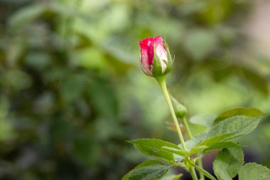 Güzel pembe gülü gardıropla kapat