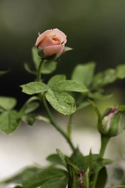 Κοντινό Πλάνο Όμορφο Ροζ Τριαντάφυλλο Garde — Φωτογραφία Αρχείου